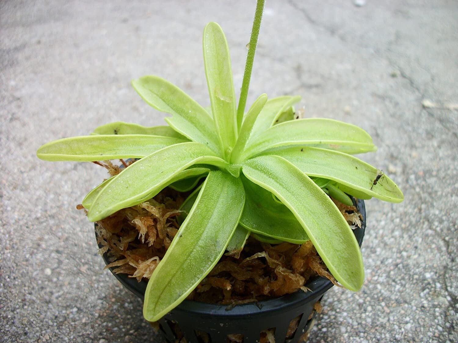 Carnivorous Primrose Butterwort (Pinguicula Primuliflora) Plant 3 inch Pot gallery