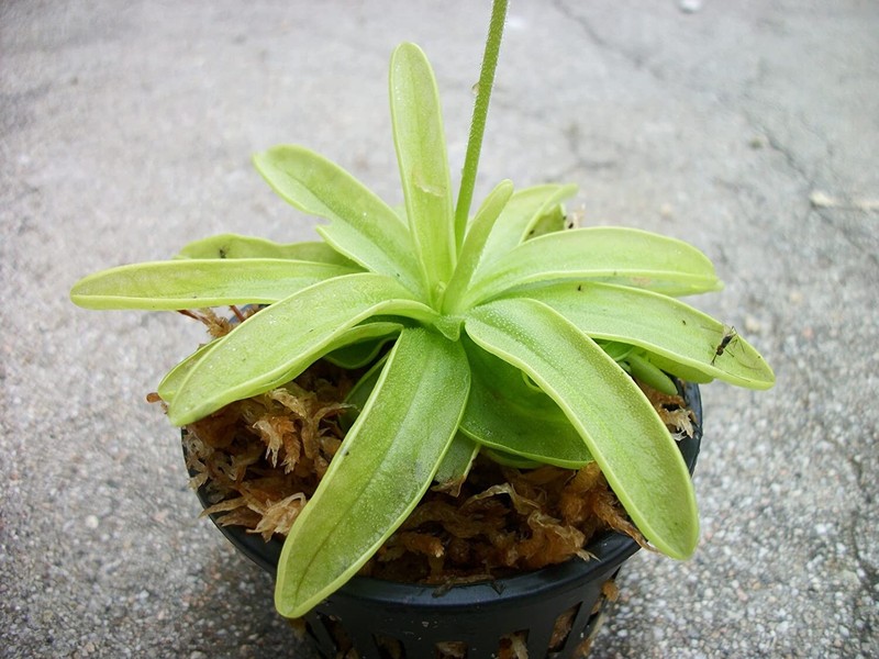 Carnivorous Primrose Butterwort (Pinguicula Primuliflora) Plant 3 inch Pot gallery