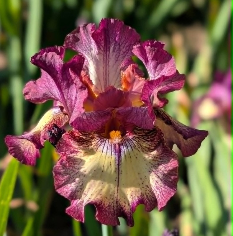 'Innocent Star' TB Bearded Iris Rhizome PRE-SALE to Ship Aug/Sept gallery