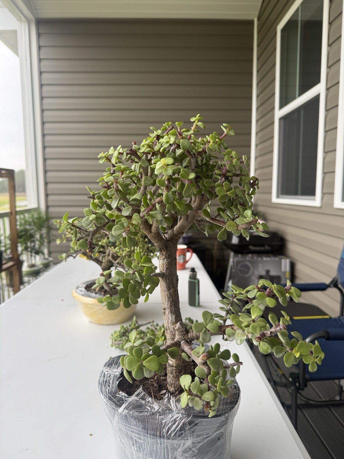 Dwarf Jade Bonsai 7 Inches gallery