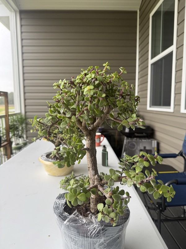 Dwarf Jade Bonsai 7 Inches gallery