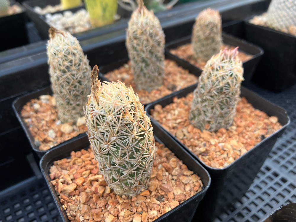 Cactus- Escobaria minima (2” pot)