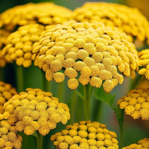 Gold Yarrow Seeds | Heirloom / Non-GMO | Free Shipping | Seed Store | 1266 gallery