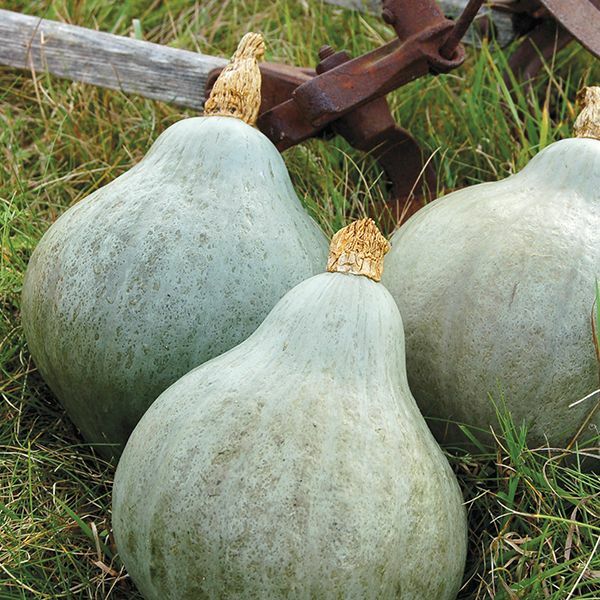 Blue Hubbard Squash Seeds | Non-GMO | Free Shipping | Seed Store | 1118 gallery