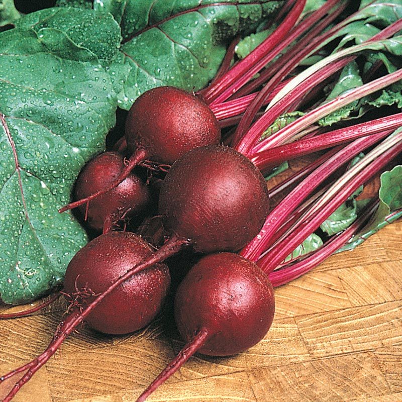 Ruby Queen Beet Seeds, NON-GMO, Mild Buttery Beet, Heirloom, FREE SHIPPING gallery