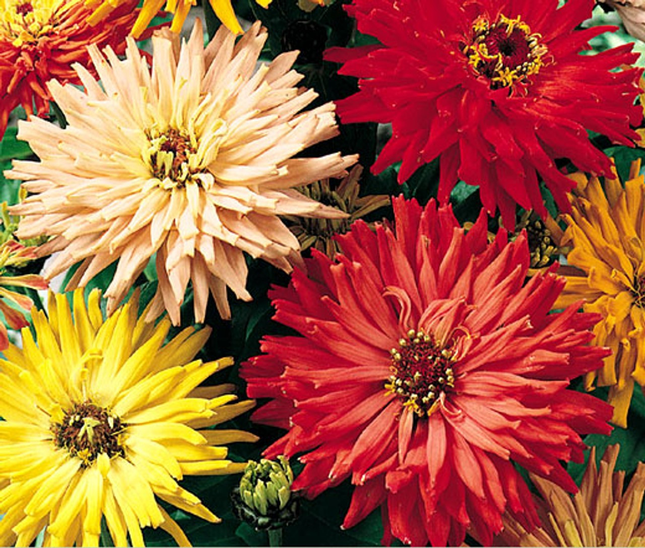 200+ CACTUS FLOWERED ZINNIA MIX -- HEAT DROUGHT TOLERANT ------ FRESH gallery
