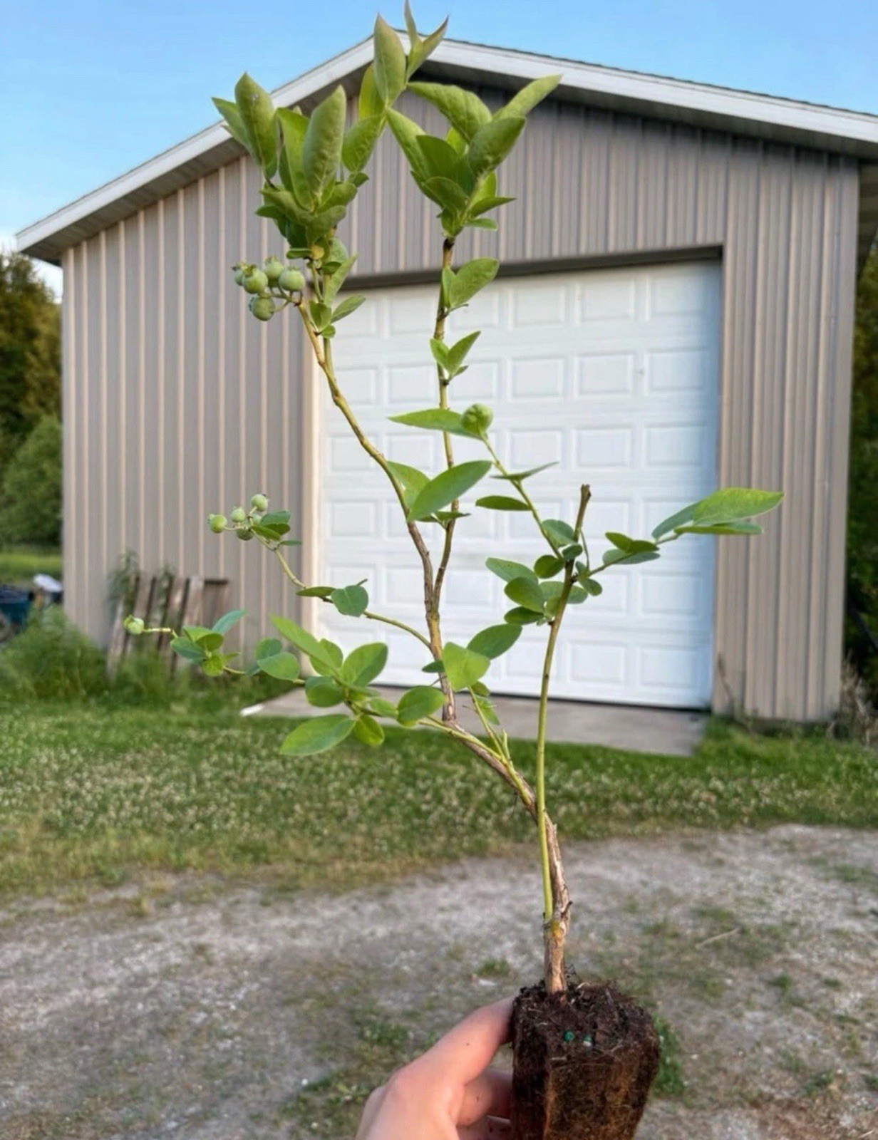 Blueberry Plants - Rooted Cuttings - QTY: 5 gallery