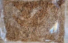 Dried Shrimp Small