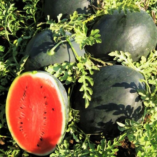 Black Diamond Watermelon Seeds | Sweet Red Crimson Beauty Melon Fruit Seed 2024 gallery