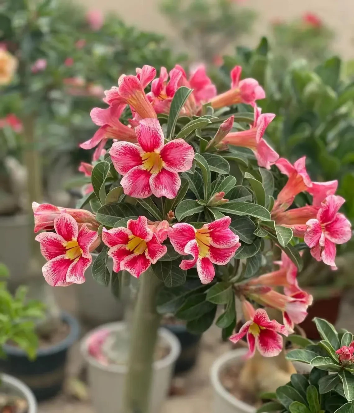 5Pcs Rare Desert Rose Seeds Garden Flower Decor-seed gallery
