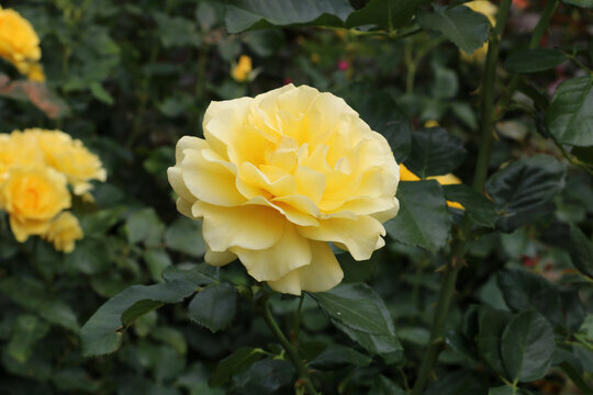 Sunsprite Floribunda 2 Gal Deep Yellow Live Bush Plants Shrub Plant Fine Roses gallery