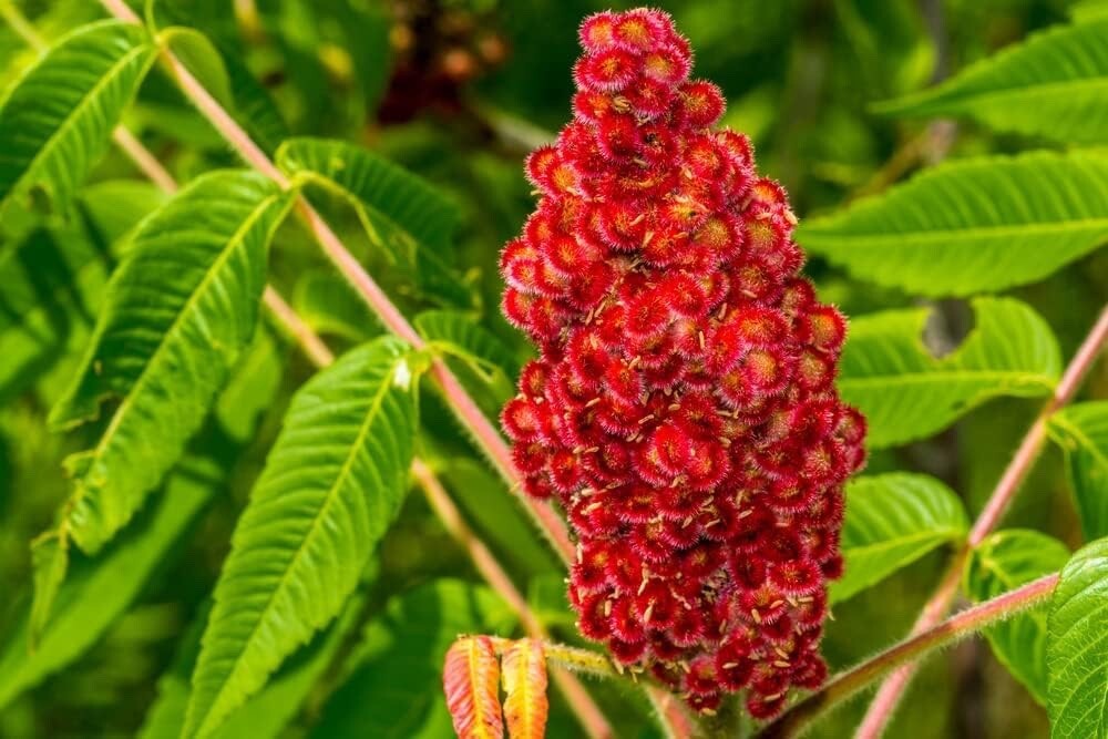 Staghorn Sumac Bush Seedlings gallery