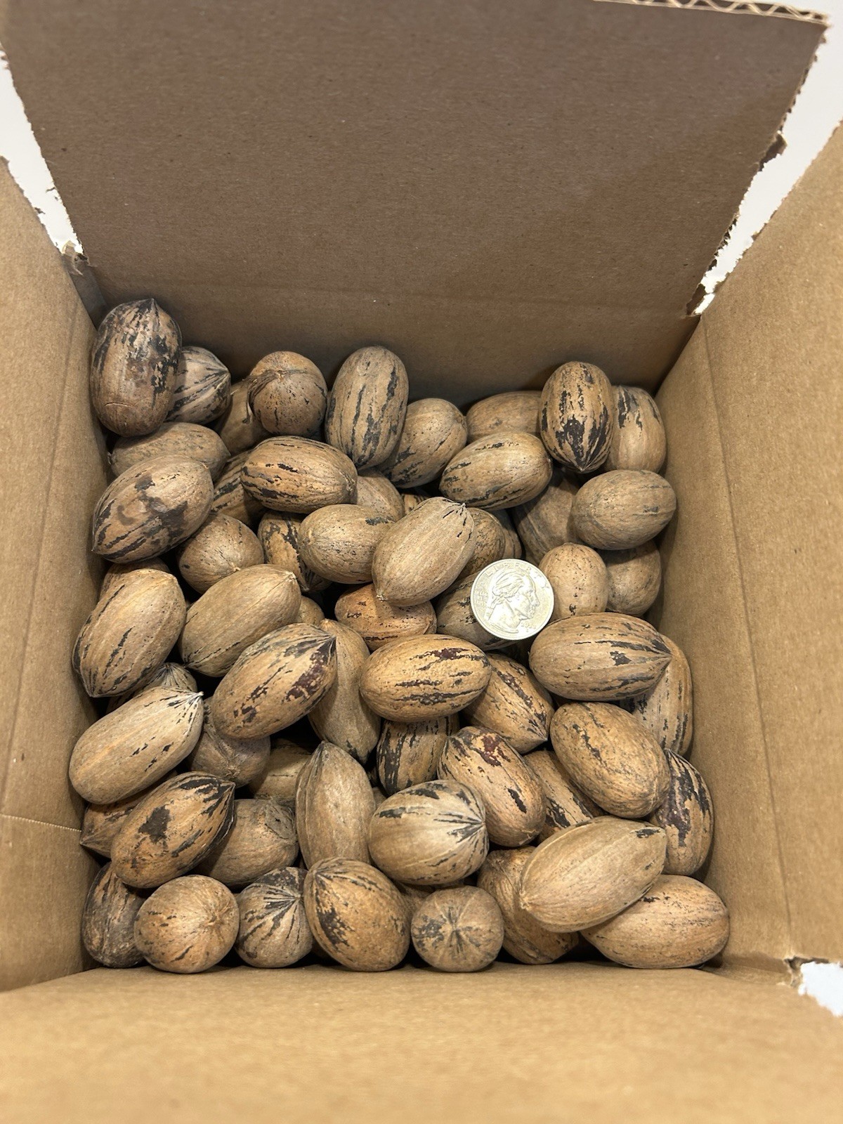 5 Lbs. Fresh 2025 Stuart Pecans In The Shell, Great For Squirrel Feed Or Baking gallery