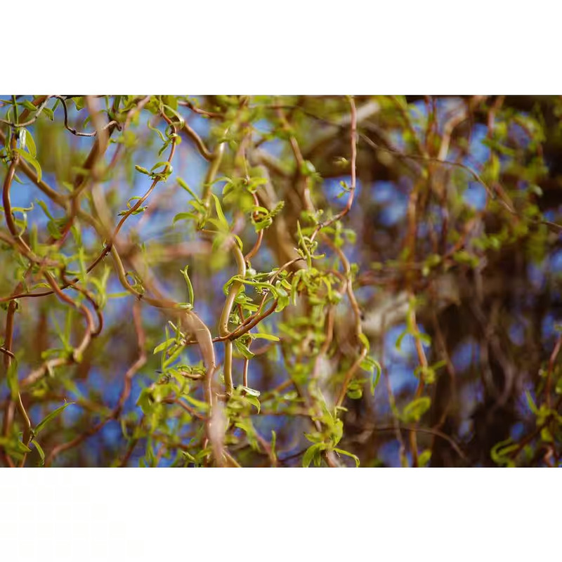 3 Ft. - 4 Ft. Tall Bare-Root Corkscrew Willow Tree gallery