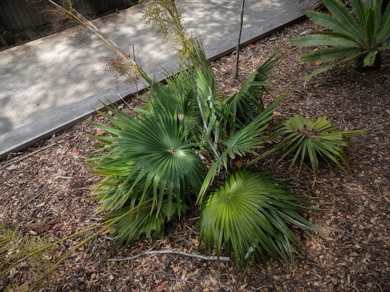Brahea Moorei - Cold Hardy 10F - LIVE - Rare - Dwarf Rock Palm Tree - Tropical gallery