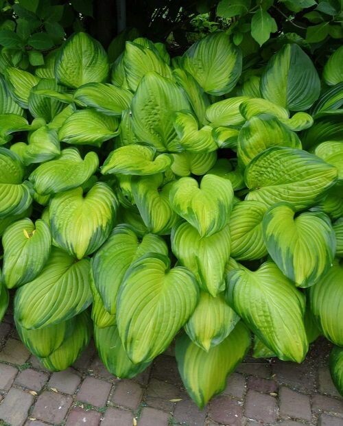 Guacamole Hosta Variegated Shade Green Plant 4'' in Pot gallery