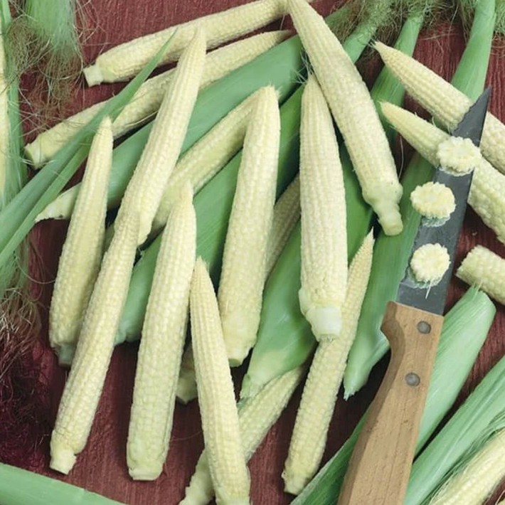Japanese Hulless Popcorn Corn Seeds | White Baby Corn | Free Shipping | 1110 gallery