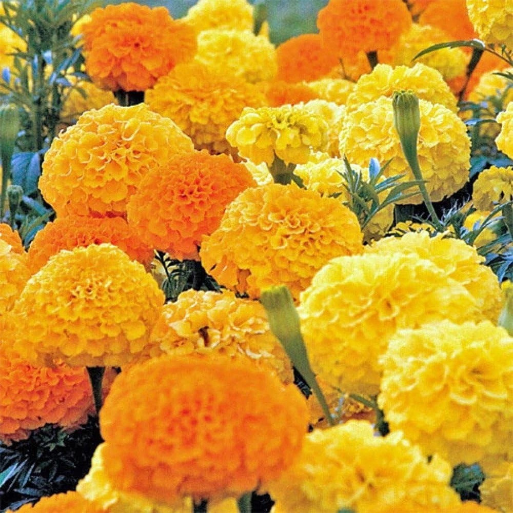 400+ AFRICAN MARIGOLD - CRACKERJACK MIX ---- LARGE ---- AAS AWARD WINNER gallery