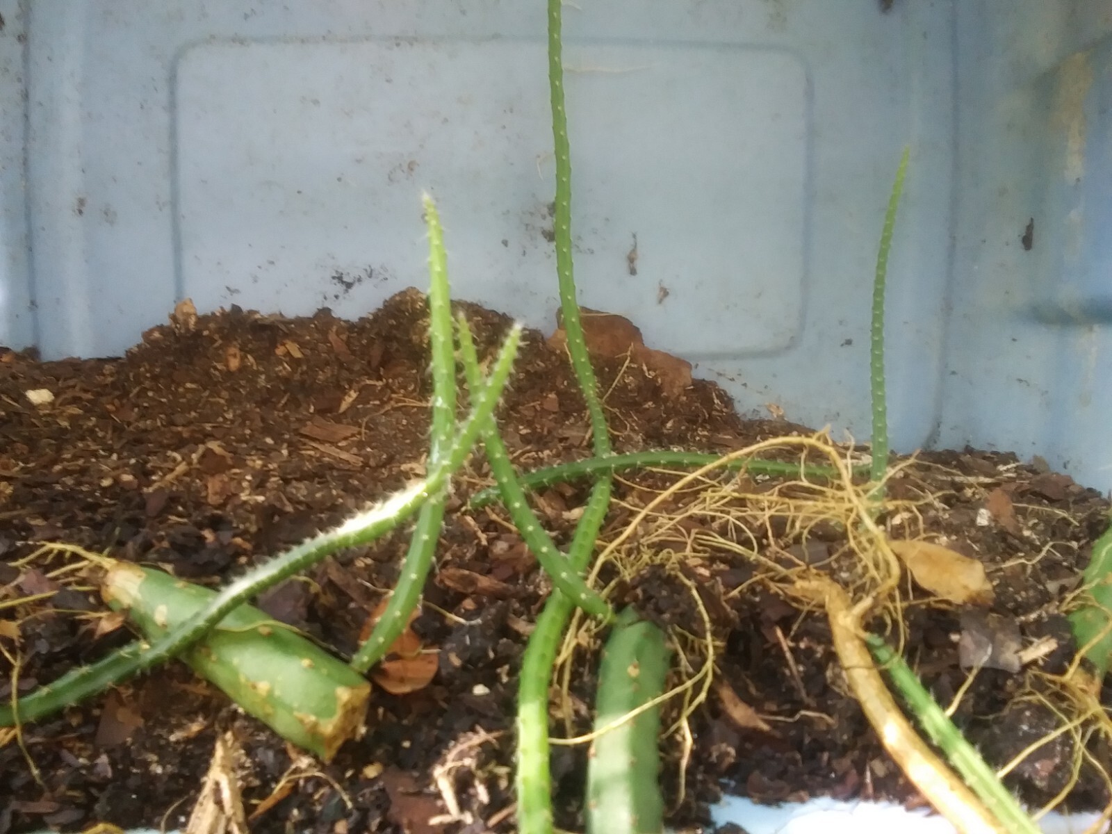 8 Night Blooming Cereus Cactus Rooted Healthy Cuttings!!! Very Easy to Grow gallery