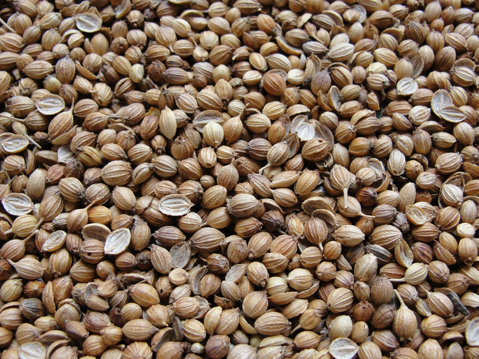Cilantro 16 oz , Cilantro seeds for Microgreening and seed sprouting. gallery