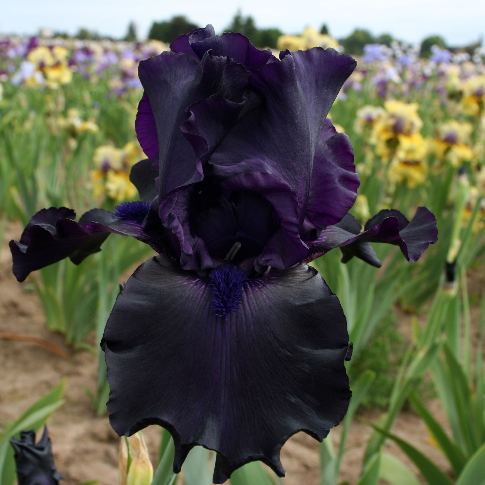 Ghost Train Bearded Iris Plant Quart Pot | Black Flowers Perennial gallery