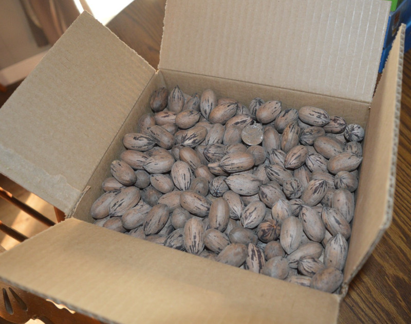 2025 CROP TEXAS LARGE NATIVE PECANS FOR SQUIRRELS - 9 1/2 POUNDS !! gallery