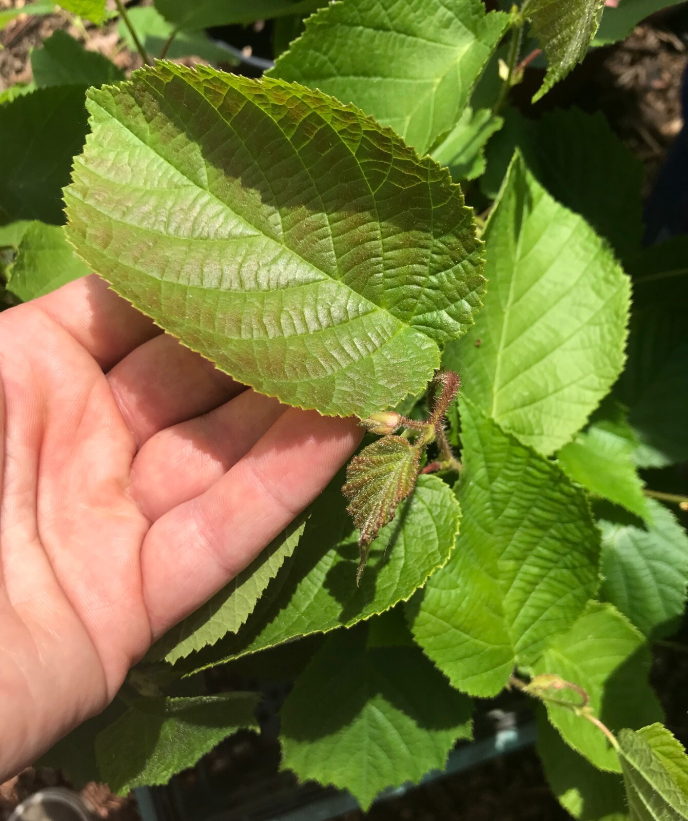 Hybrid Hazelnut Plant 2ft+ Tall Live Plant In 3.5" x 9" Air Prune Pot gallery