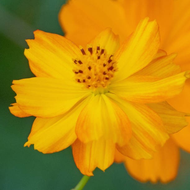 200 DWARF SULPHUR COSMOS SEEDS | 2026 SALE FREE SHIPPING NON GMO gallery