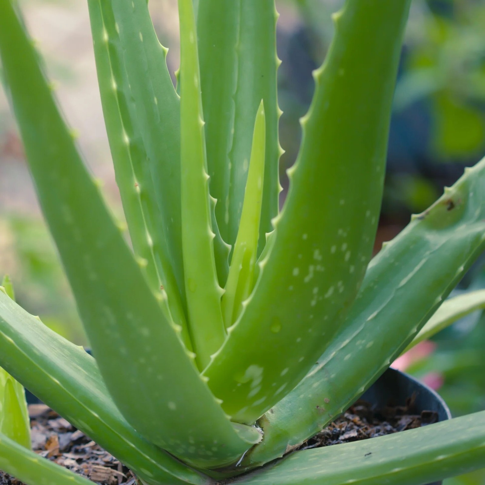Live Aloe Vera Chinensis Spotted Plant Easy Care 2-Succulent Started Plant 3"|4" gallery