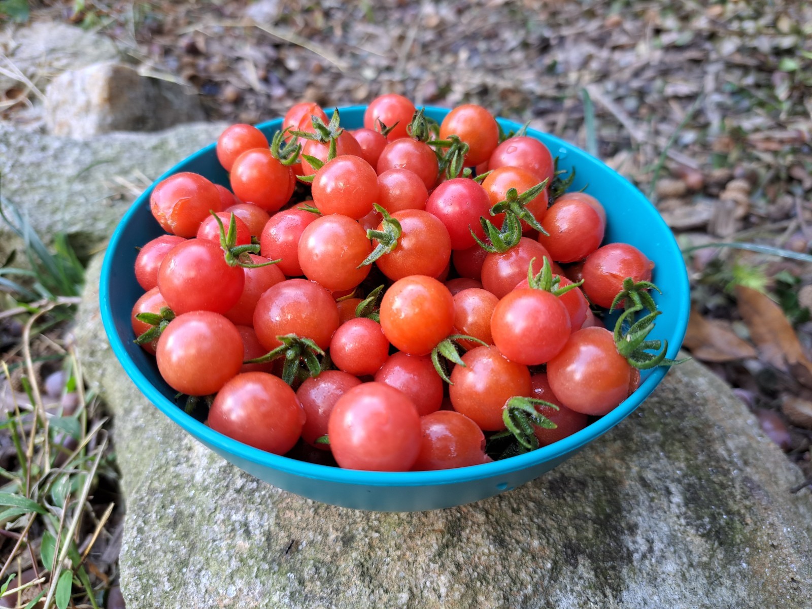 100 Everglades Tomato Seeds - Open Pollinated gallery