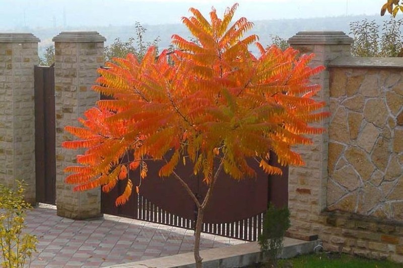 1 Smooth Sumac Tree 12-24" Bare Root Rhus glabra gallery