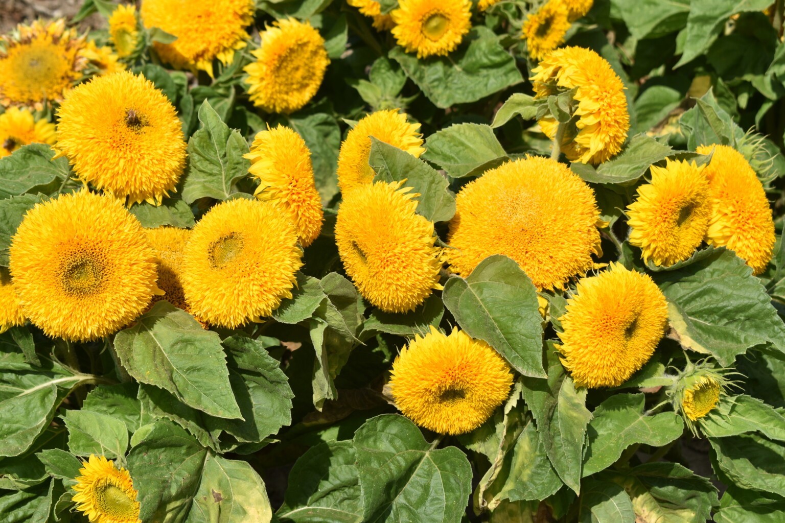 Teddy Bear Sunflower Seeds, Compact, Dwarf Sungold Sunflower, NON-GMO, FREE SHIP gallery