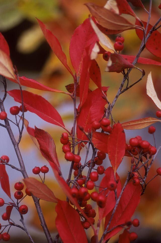 Red Chokeberry Tree 4' in Pot 10-18 Height gallery