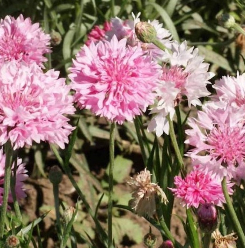 400+ Pink Cornflower Seeds **Fresh Seeds** ~~Free Shipping~~ gallery