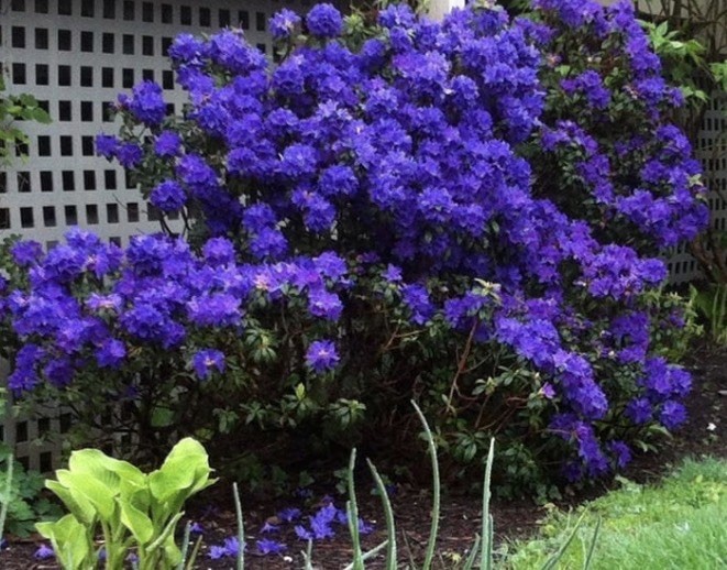 Blue Baron Rhododendron~Well Rooted Starter Plant gallery