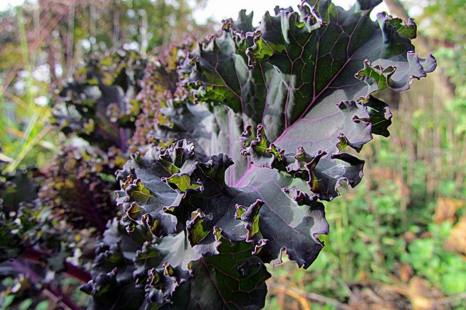 Red Russian Kale Seeds, NON-GMO, Antioxidants, Ragged Jack, FREE SHIPPING gallery