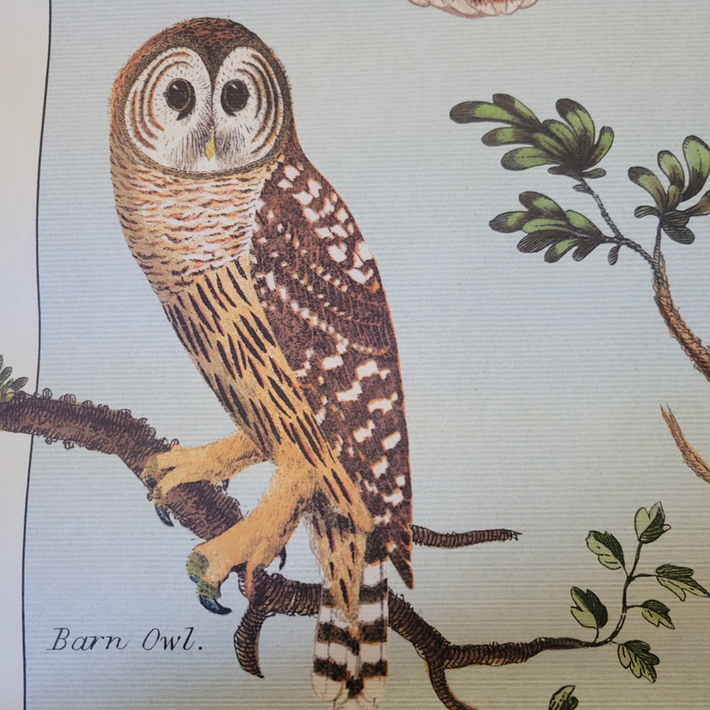 North American Owls Bird Identification Vintage Style Poster 27.5 x 19.5 gallery