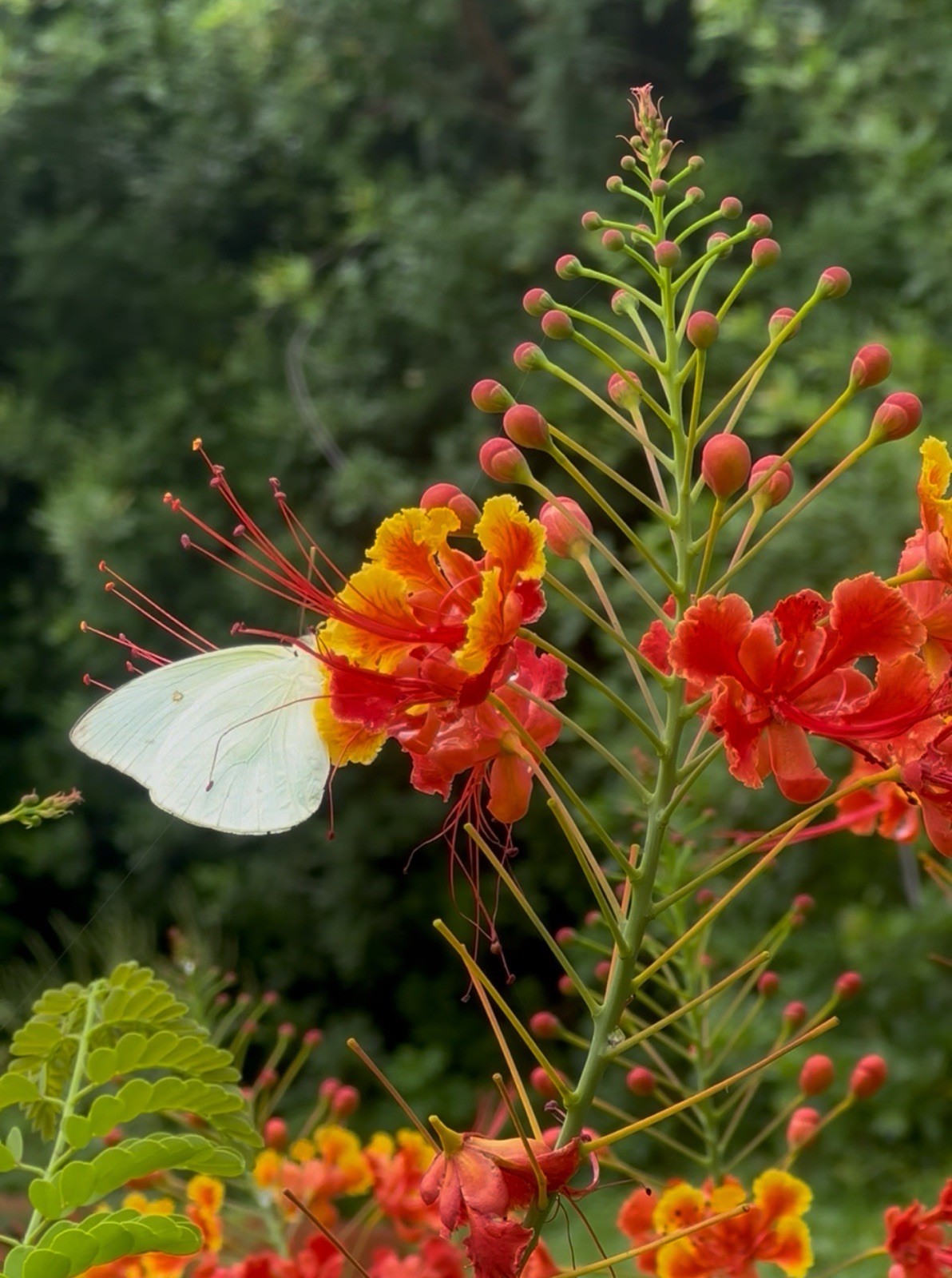 Seeds -peacock Flowers - Tropical Plants (6 Seeds or More (free shipping ) gallery