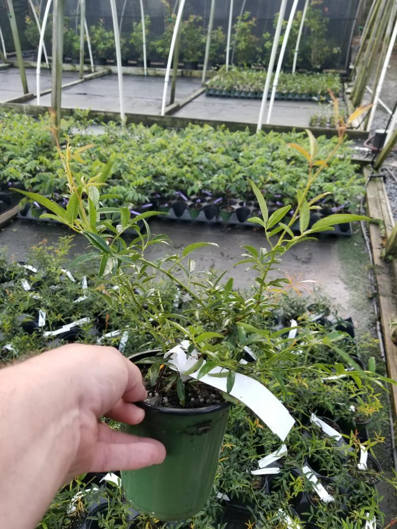 Lady Banks Yellow Climbing Rose - Live Plant - ( 1 QT ) gallery