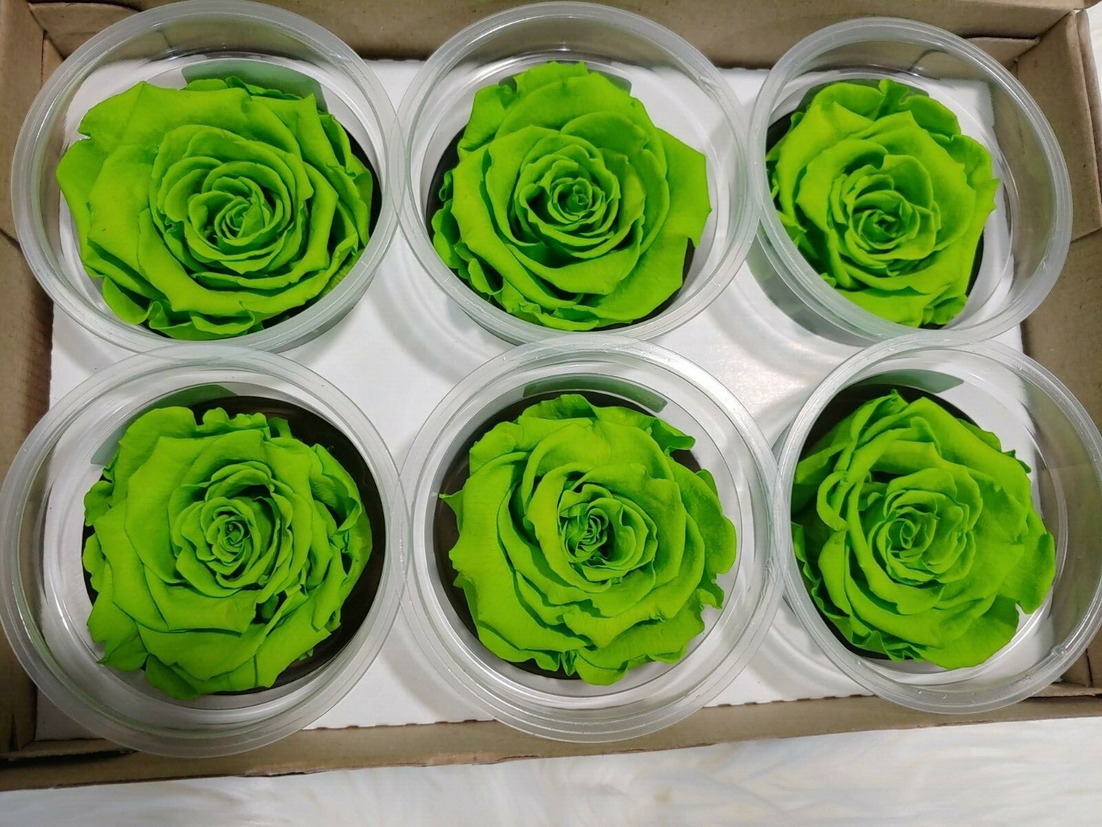 Preserved Roses - Eternity Rose - Valentine's day - Lime Green - 6 Pack gallery