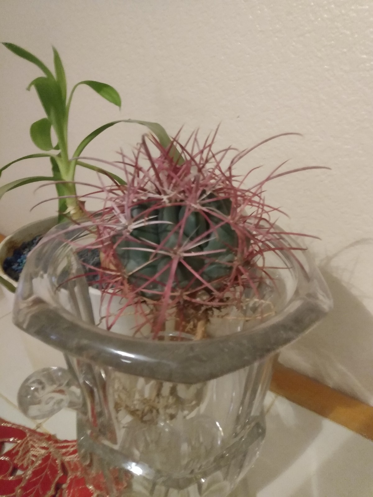 Cactus, Red barrel Long Spine , Small 3 To 5 Inches In Diameter gallery