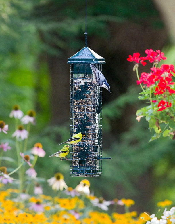 Squirrel Solution200 Squirrel-proof Bird Feeder w/6 Feeding Ports, 3.4-pound gallery