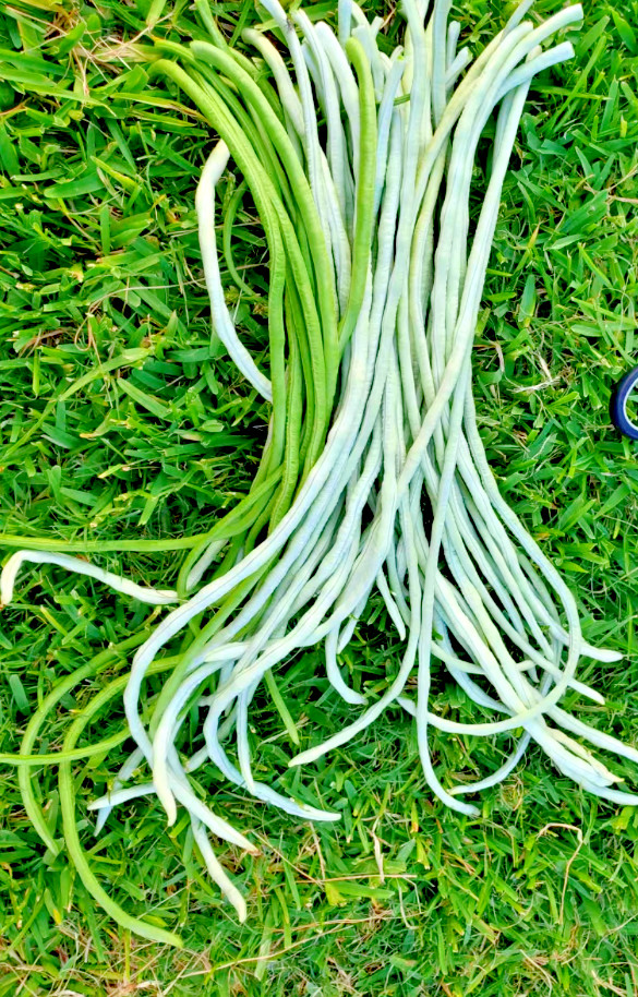 30+ Organic Extra Long Green Bean seeds gallery