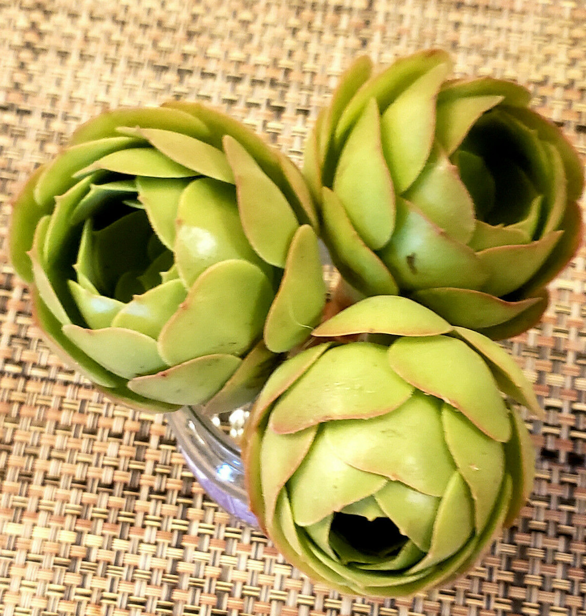 2 x AEONIUM SPP CUTTING - LOOKS LIKE A ROSE BUD - 2" (= 5 CM) diameter gallery