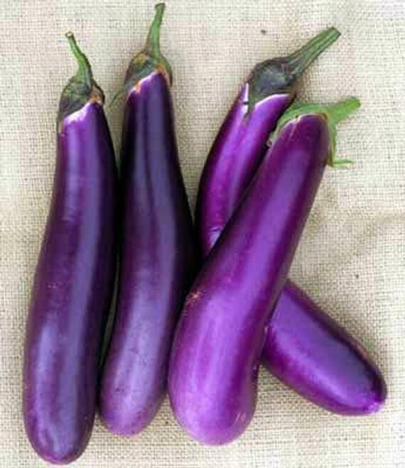 SCARBOROUGH SEEDS EGGPLANT, LONG PURPLE, 200 SEEDS HEIRLOOM, ORGANIC USA gallery