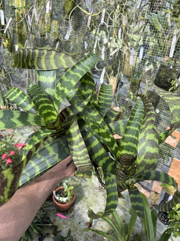 Guzmania musaica high Elevation Clone SPECIMEN SIZE rare Bromeliad Plant gallery