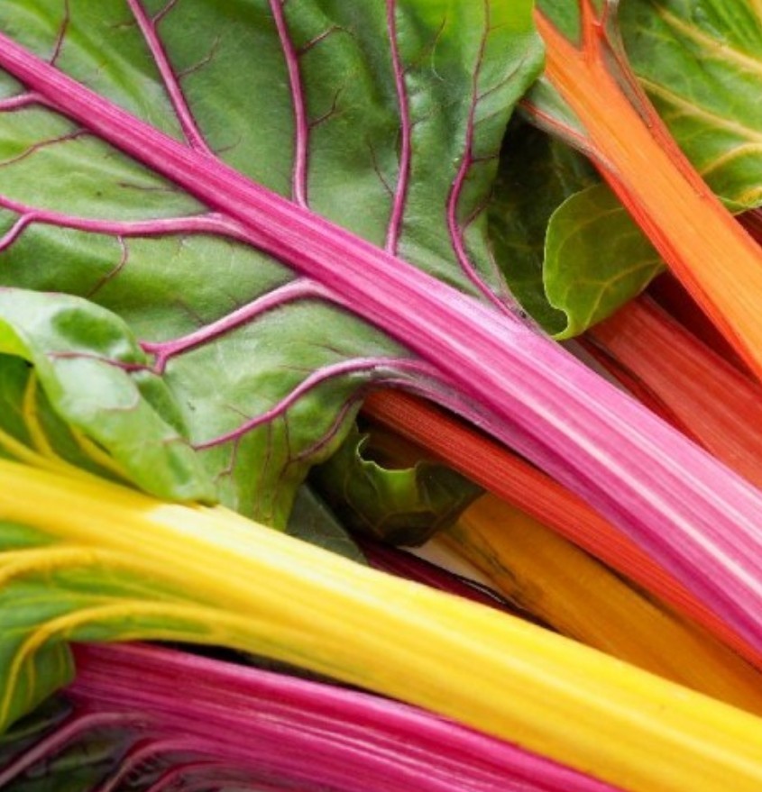 150+ Rainbow Swiss Chard Seeds **Fresh Seeds** ~~Free Shipping~~ gallery