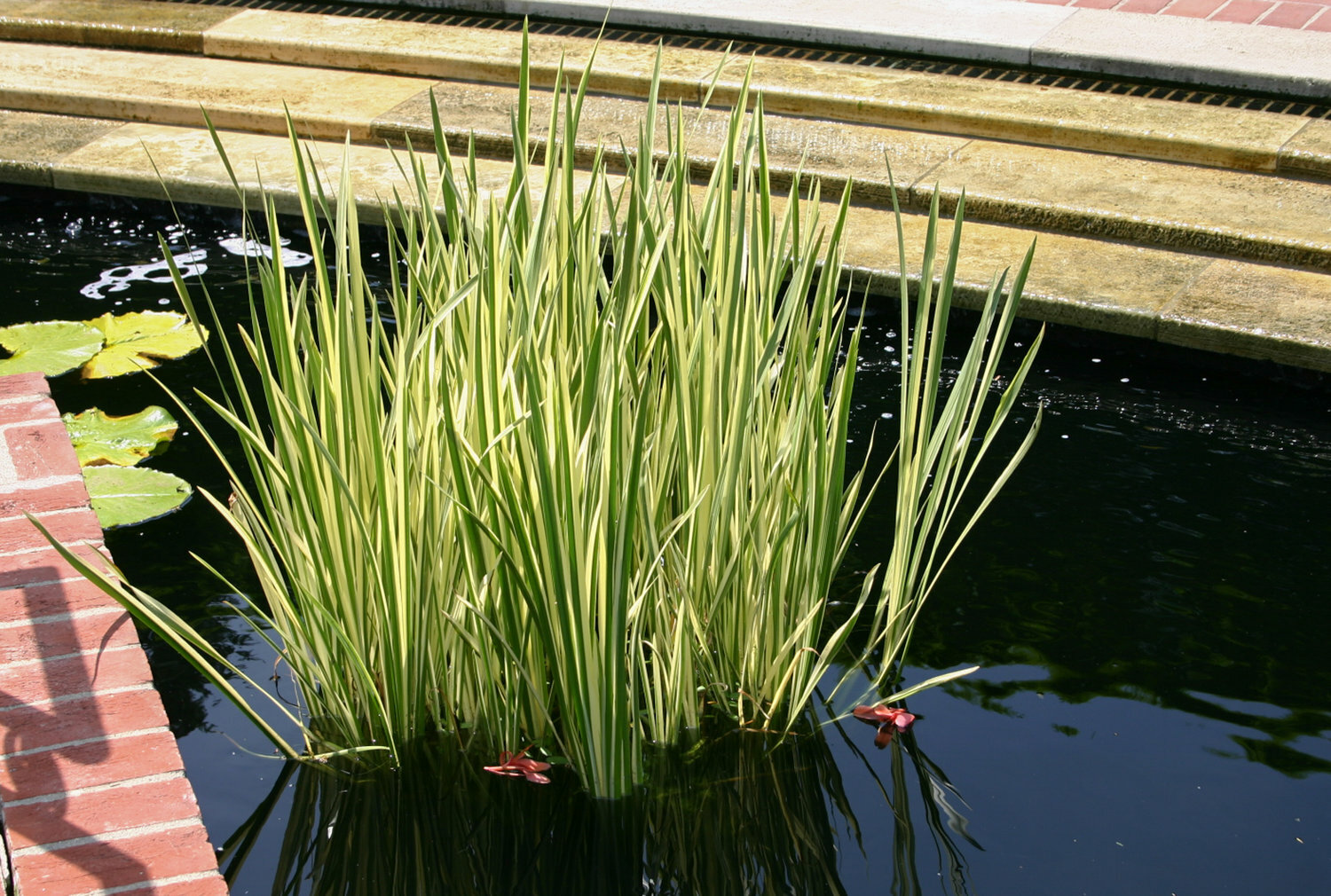 Live Cold Hardy Variegated Sweet Flag Aquatic Marginal Pond Plant gallery