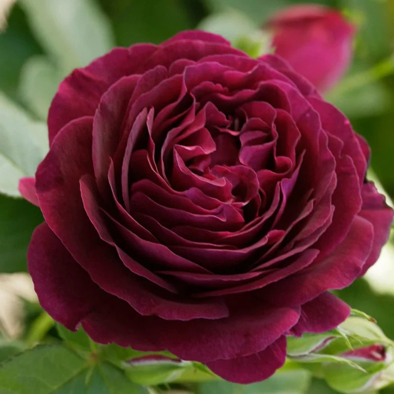 SUPER RARE Twilight Zone Rose - 3 cuttings for rooting or grafting gallery