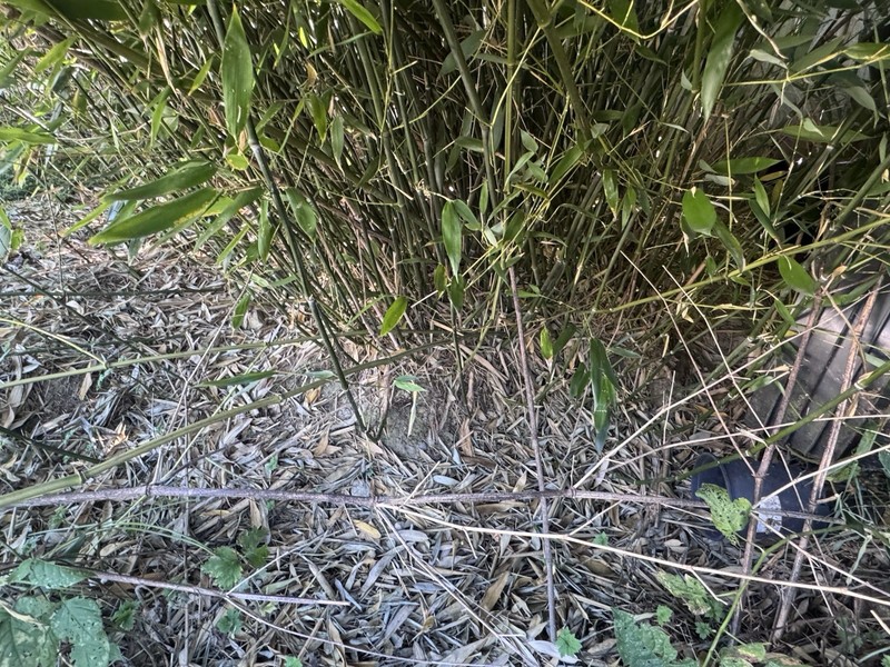 Cold Hardy Bamboo Rhizomes Bisetti Fall Sale phyllostachys bissetii gallery